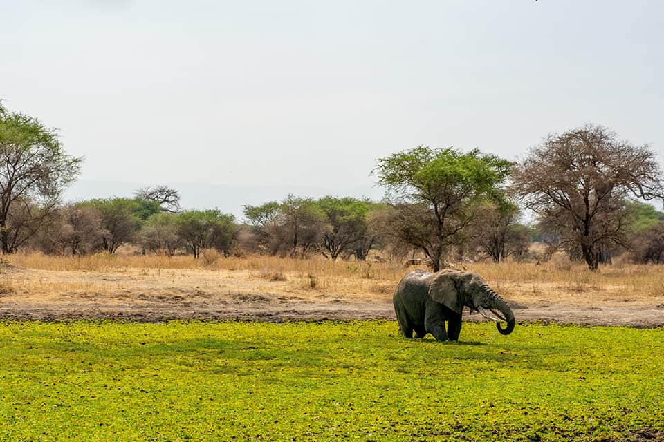 Quels sont les meilleurs parcs et réserves pour faire un safari au Kenya ?